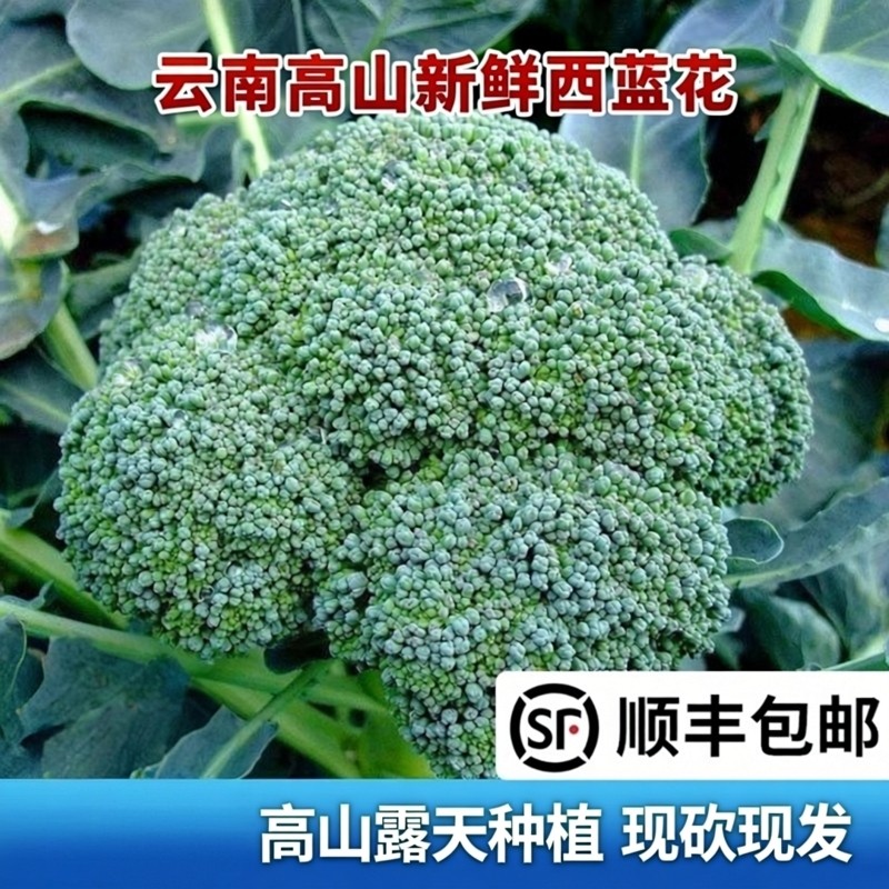 顺丰包邮 云南露天现摘西兰花新鲜西蓝绿青花椰菜脆嫩菜时令蔬菜,水产肉类/新鲜蔬果/熟食,西兰花/花菜,淘宝优惠券,粉丝福利购,淘宝优惠卷
