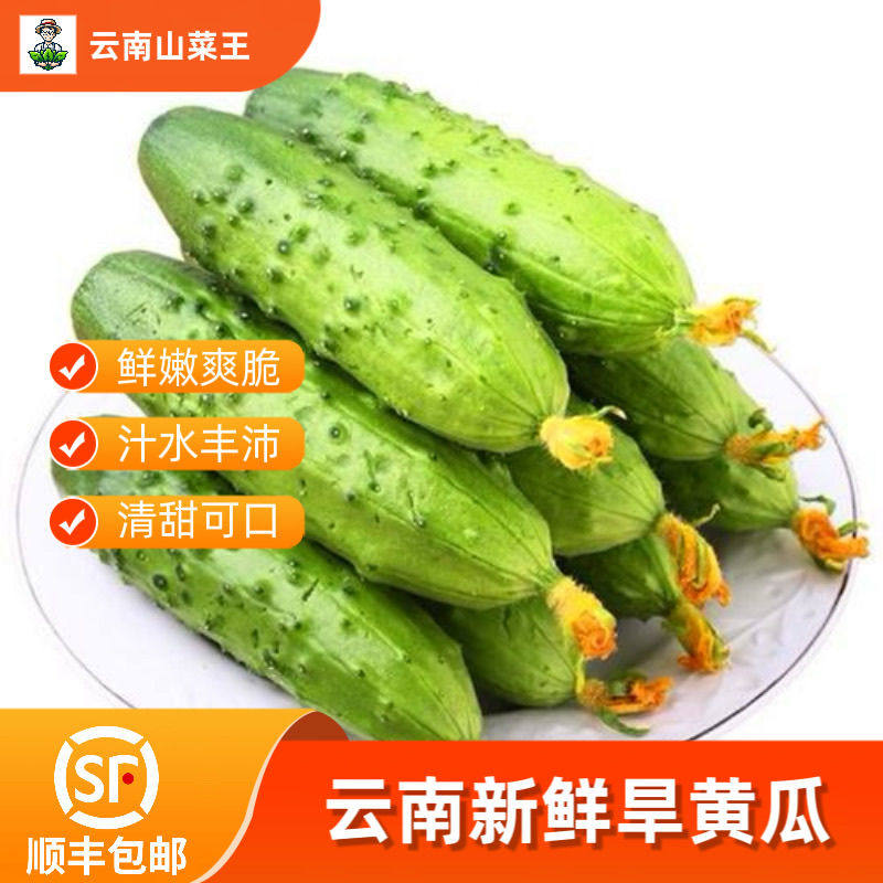 顺丰包邮 云南本地农家新鲜小旱黄瓜蔬菜水果生吃蘸酱老品种现摘