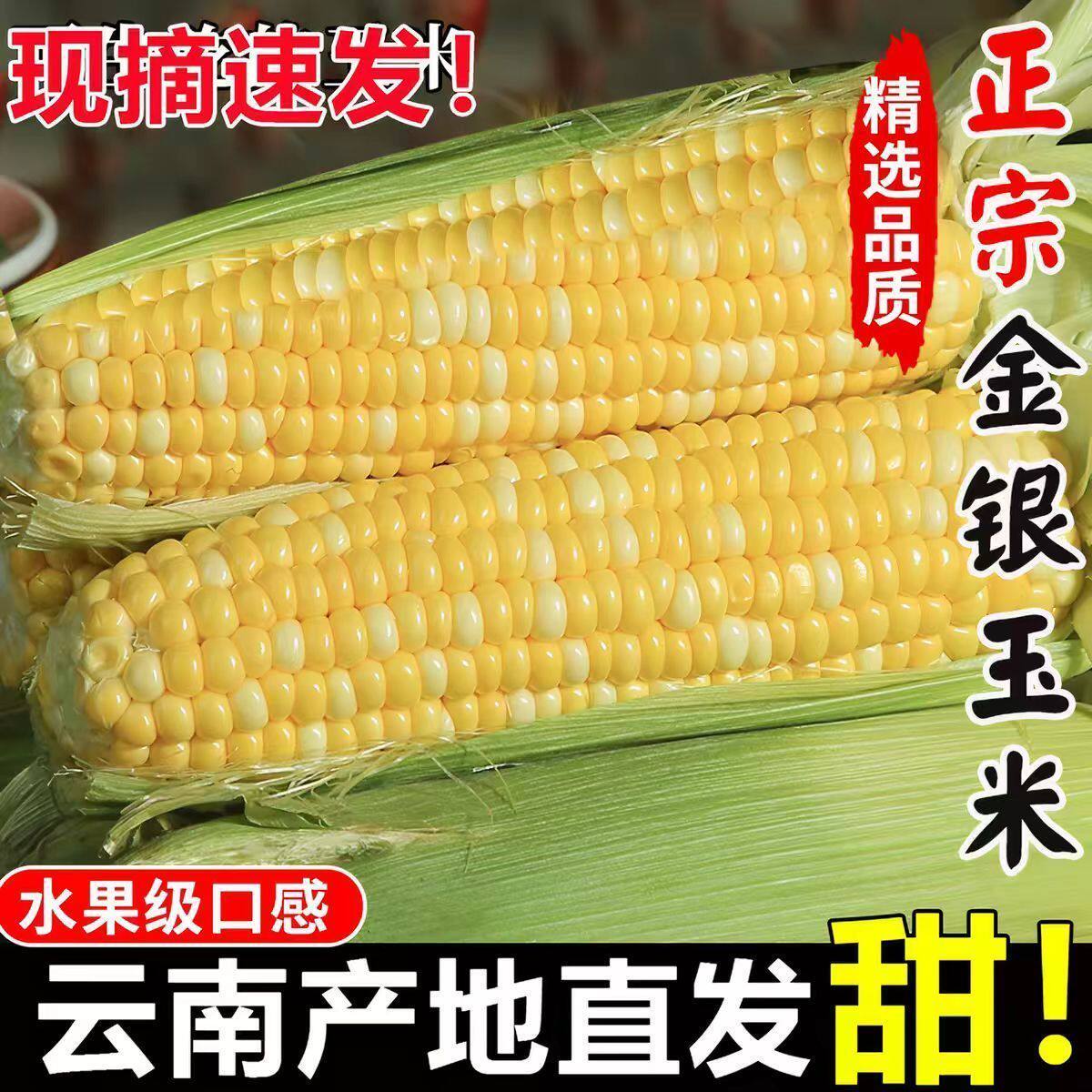 甜脆水果玉米云南金银双色新鲜生吃低脂嫩苞谷带甜脆壳棒9斤包邮