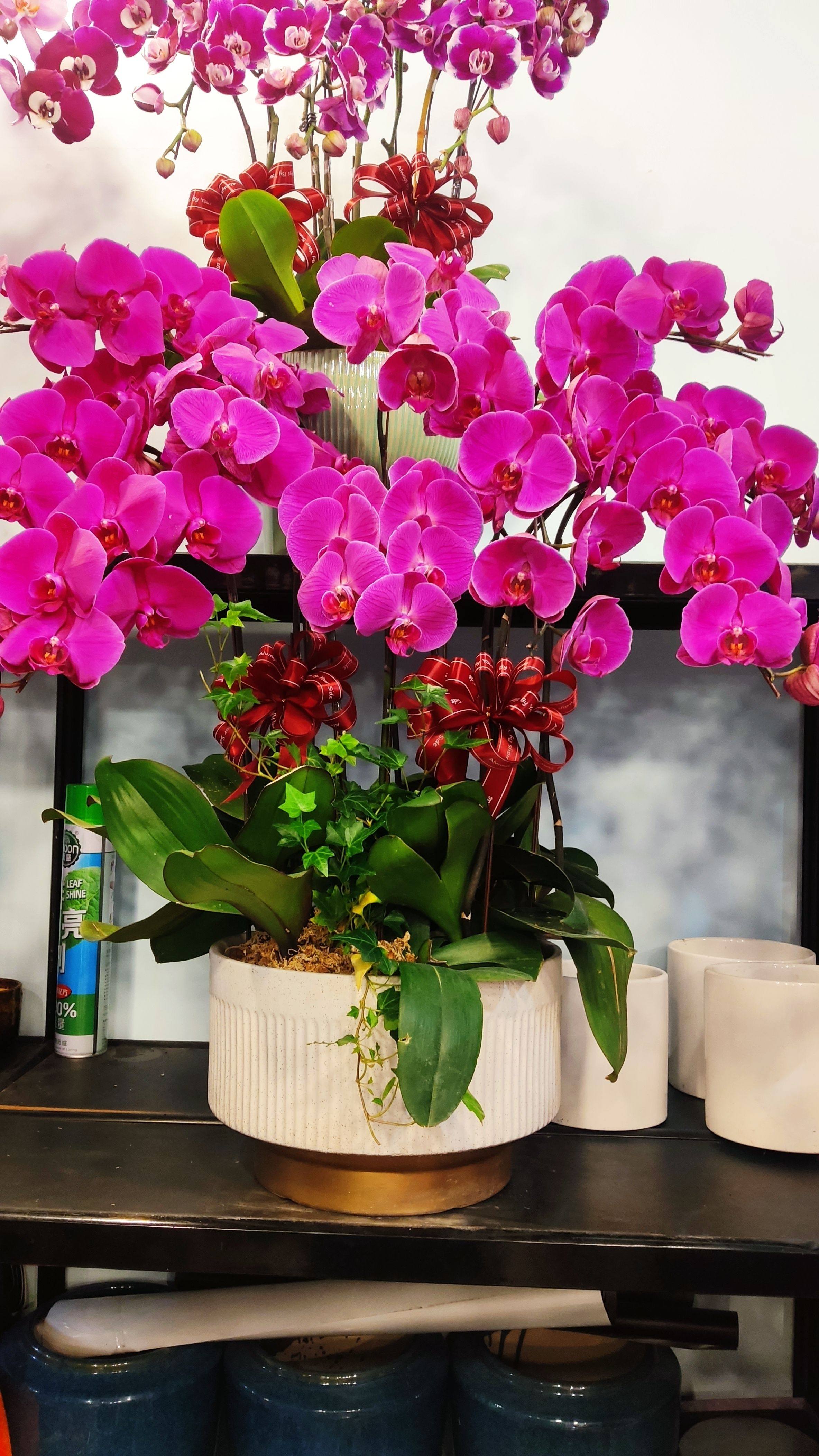 蝴蝶兰盆栽带花剑带花苞花卉秋冬客厅兰花大苗室内植物四季好养活,家居饰品,餐桌花艺,淘宝优惠券,粉丝福利购,淘宝优惠卷