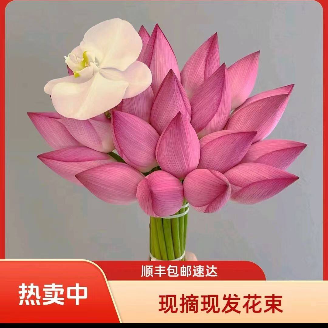 【顺丰】新鲜真荷花鲜切花食用当季观赏现摘长杆莲蓬装饰莲花插花