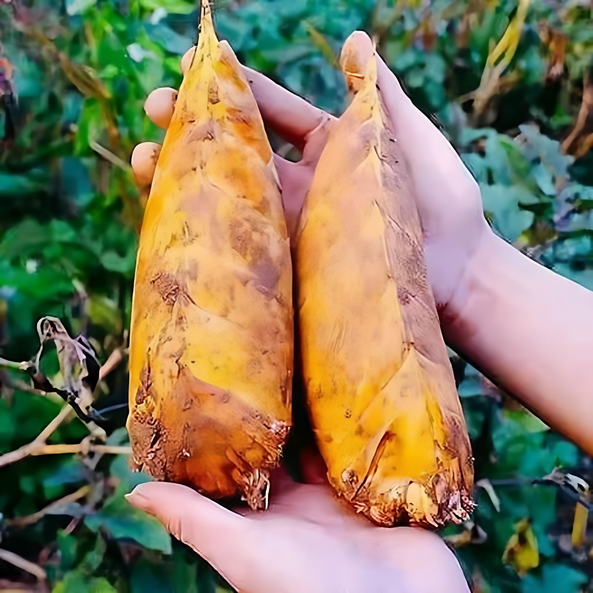 【现货】新鲜冬笋现挖湖南当季蔬菜1斤5野生大竹笋鲜嫩尖肉非春笋