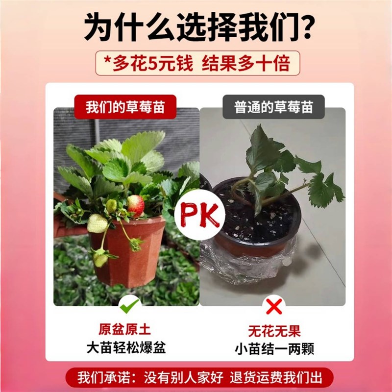 草莓苗新苗盆栽四季结果奶油红颜秋冬季耐寒种植带盆带土草莓苗秧
