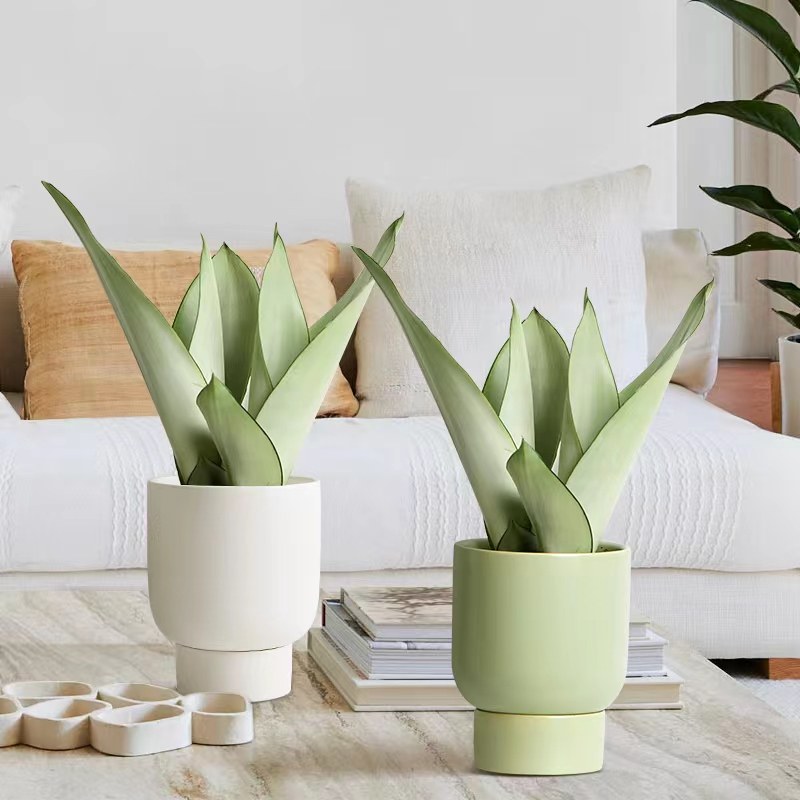 白玉虎皮兰盆栽桌面办公室内植物富贵竹客厅芦荟好养小绿植虎尾兰