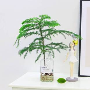 水培植物南洋杉绿植室内盆栽办公室桌面净化空气四季常青好养易活