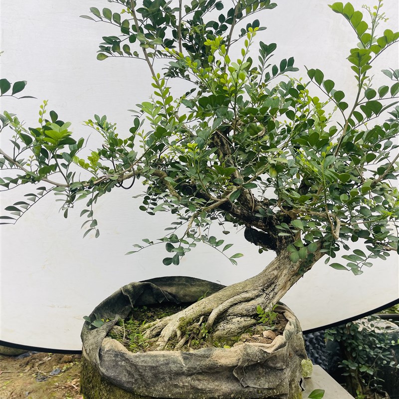 九里香盆栽老桩庭院阳台四季开花七里香千里香室内室外驱蚊浓香型