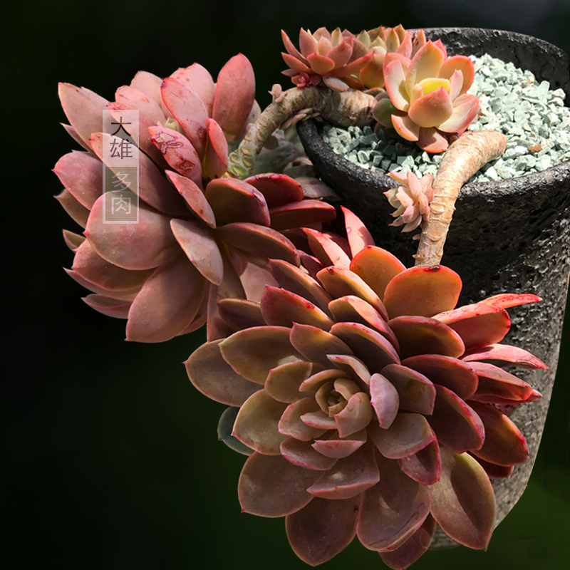 一物一拍 多肉植物丝绸面纱巨型大株阳台好养精品老桩组合盆栽花