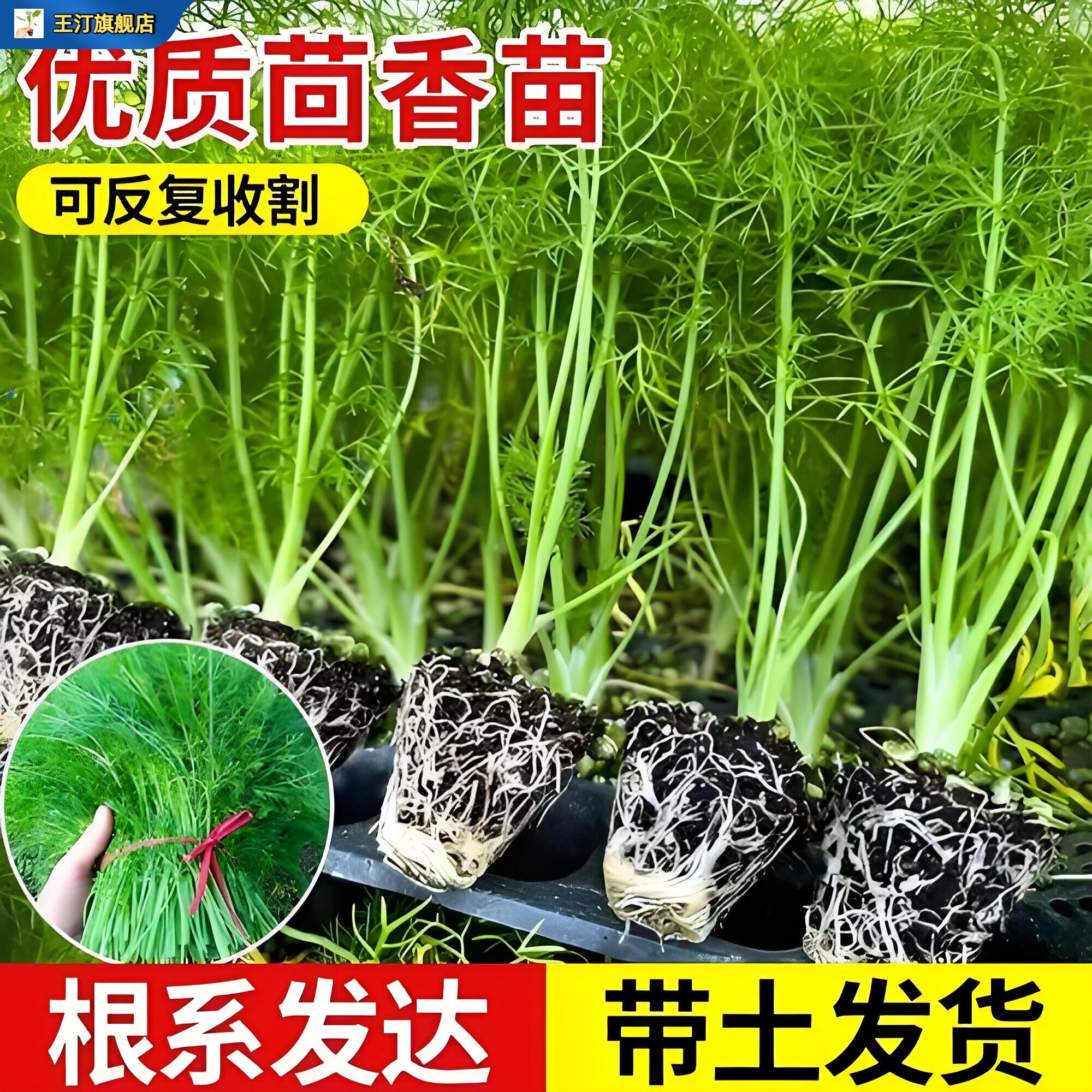 新鲜茴香苗带根秧老品种
