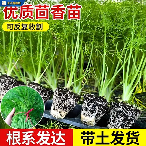 新鲜茴香苗带根秧老品种