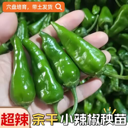 超辣余干辣椒秧苗蔬菜露