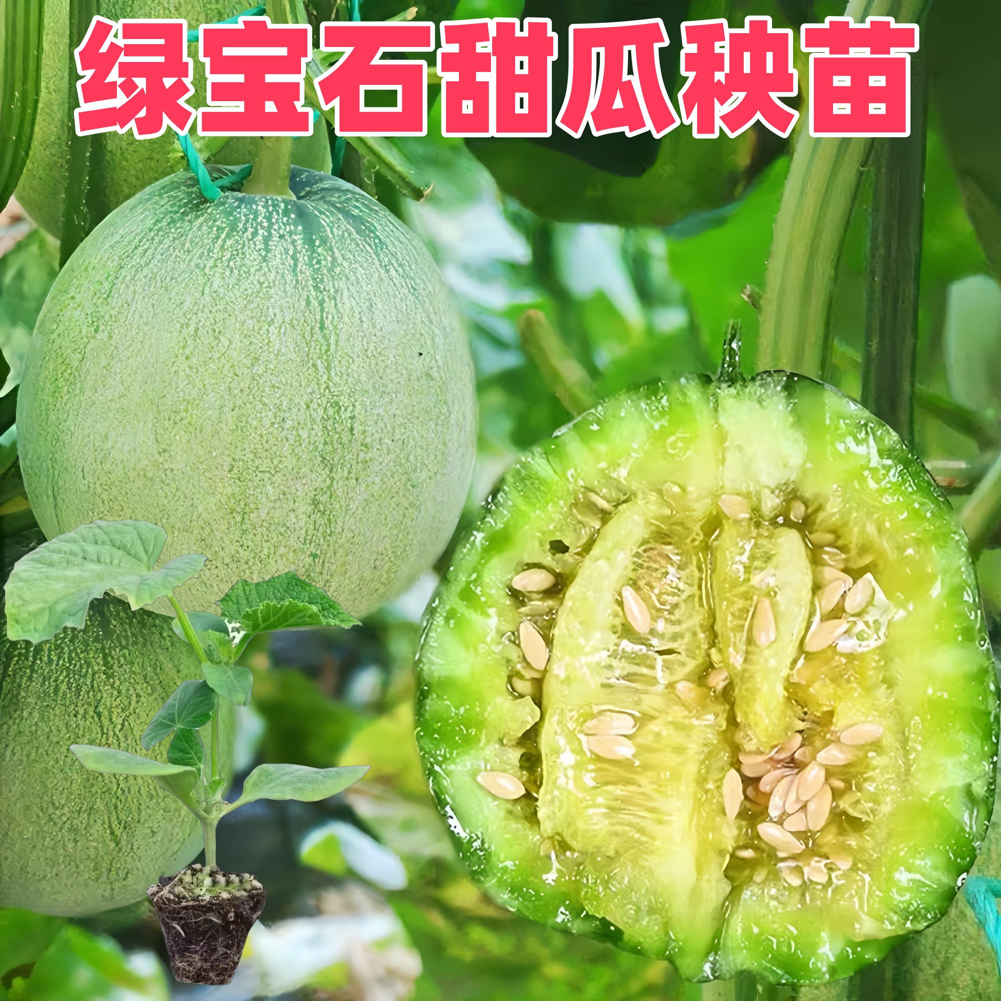 高甜度香瓜苗甜瓜苗秧绿宝甜宝白小嫁接爪苗老品种丑八怪盆栽东北