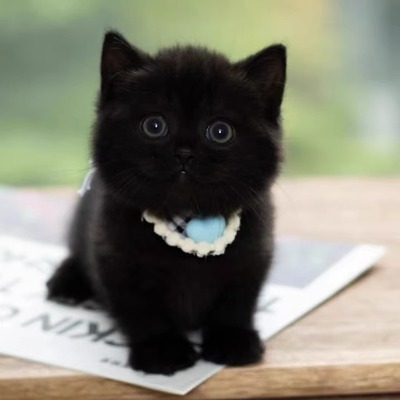 纯黑玄猫中华田园猫幼崽黑煤球猫咪活物英短黑猫活体网红招财猫