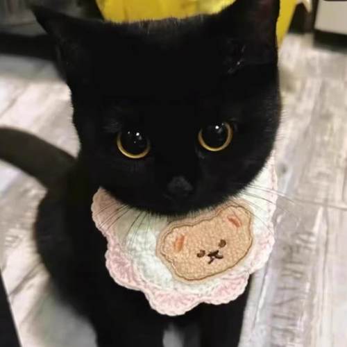 纯黑玄猫中华田园猫幼崽黑煤球猫咪活物英短黑猫活体网红招财猫