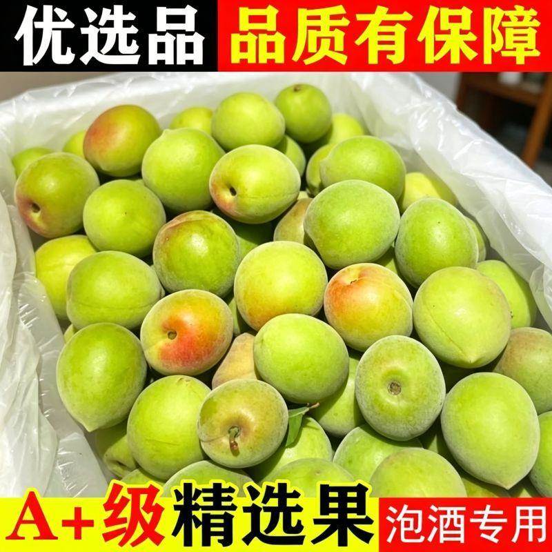 2026青梅新鲜青梅果泡酒胭脂梅现摘高山现摘现发青梅水果