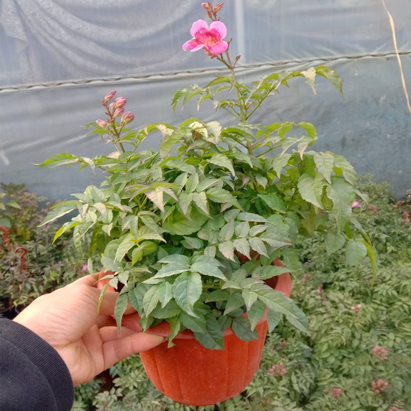 粉色凌霄花苗硬骨炮仗花盆栽四季开庭院花卉植物耐寒阳台灌木绿植