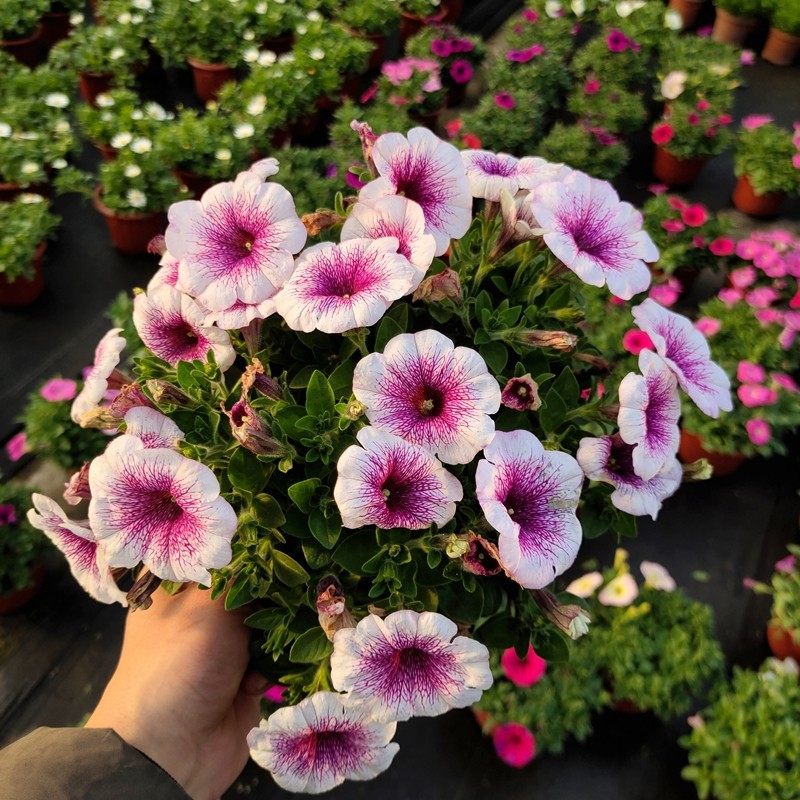 矮牵牛花盆栽带花百万小玲花苗垂吊花卉庭院阳台花卉矮牵牛花苗