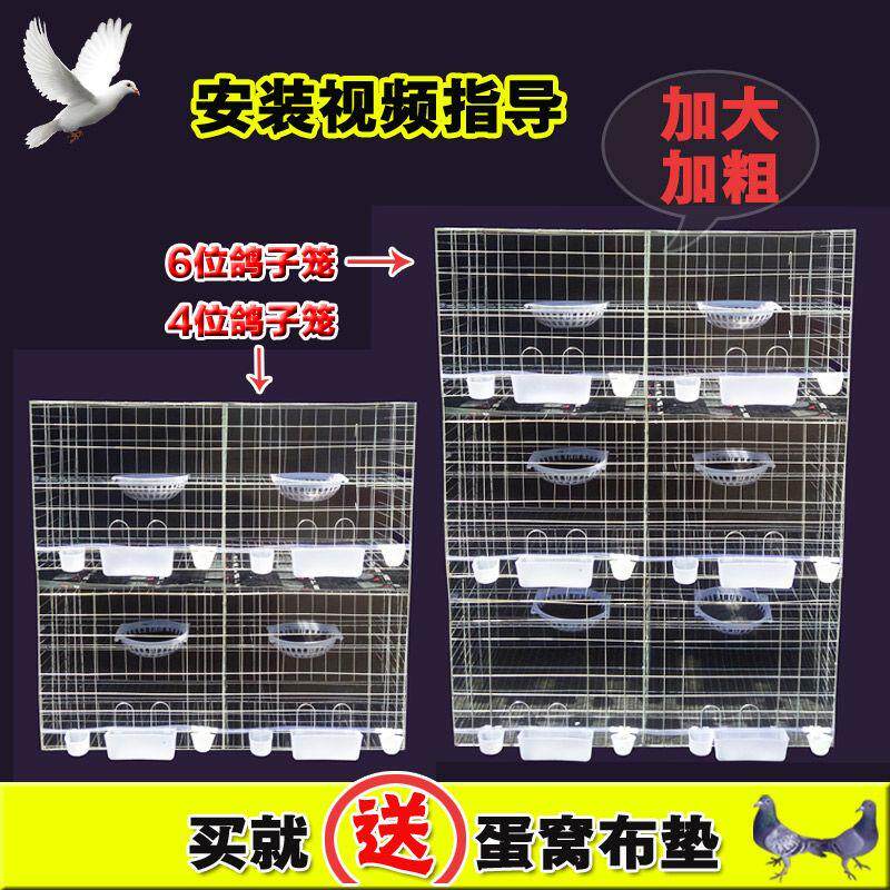 新品热卖2位4位6位鸽子养