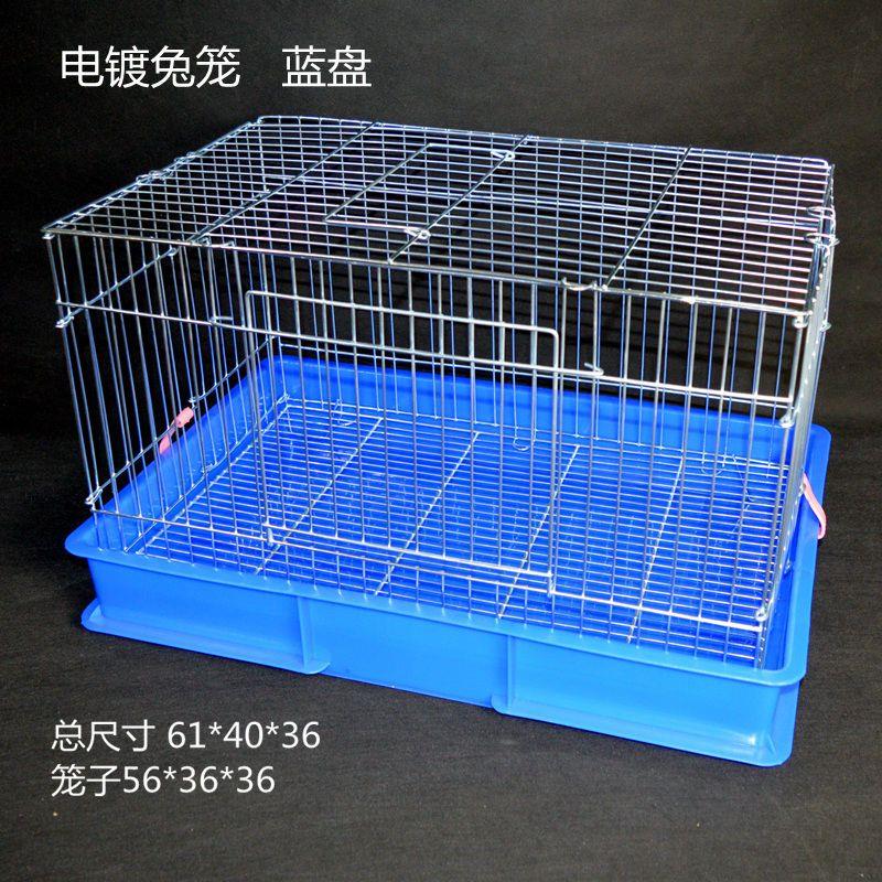 防喷尿兔子荷兰猪豚鼠龙