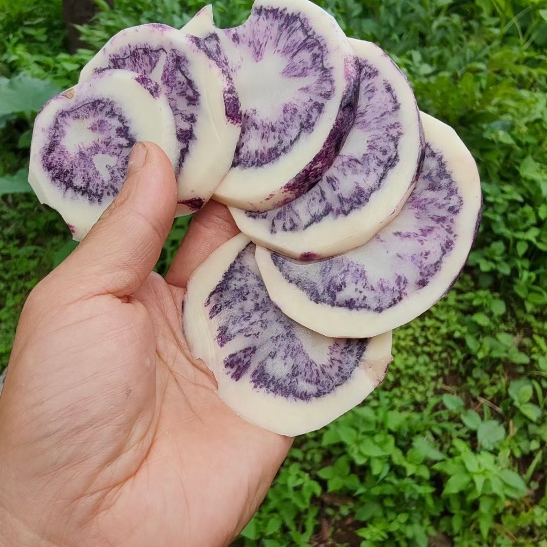 云南特产正宗老品种乌洋芋