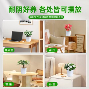 绿萝箩发财树盆栽桌面植物栀子花绿植花卉办公室内多肉水培好养活