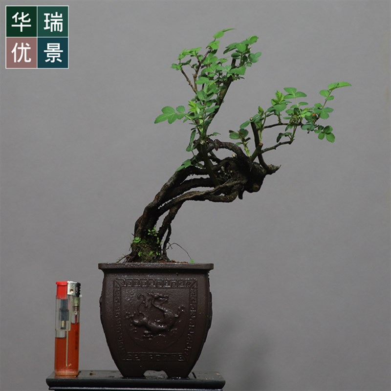华瑞优景自然提根野蔷薇老桩盆景开花结果盆栽耐寒绿植室内植物