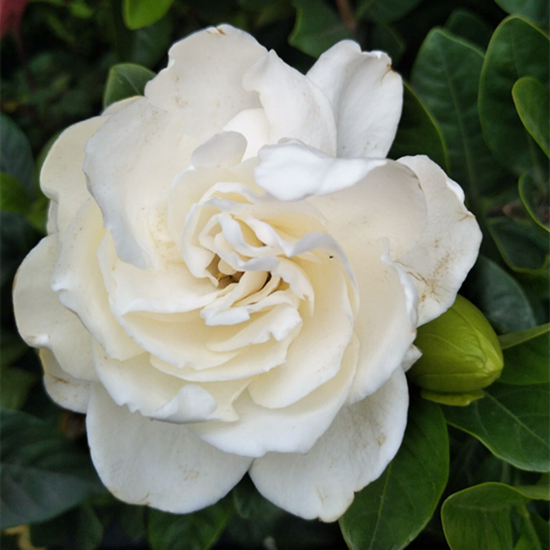 牡丹栀子花大叶小叶栀子花苗四季盆栽重瓣浓香大花室内外带土花卉