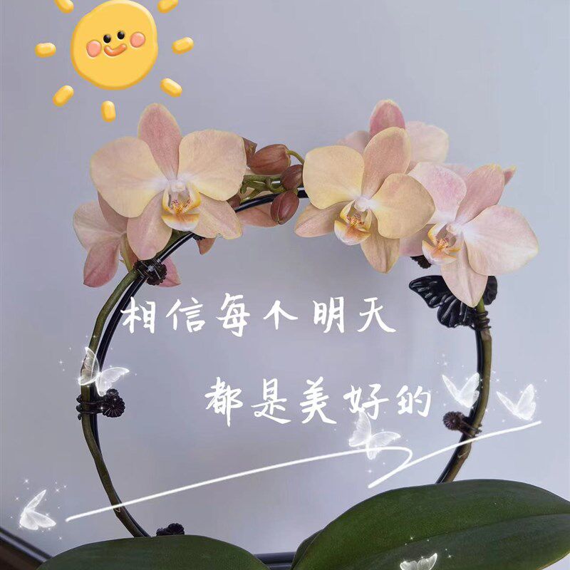 植物攀爬架创意常春藤爬藤植物蝴蝶兰专用圆形黑色小鸟蝴蝶支撑架