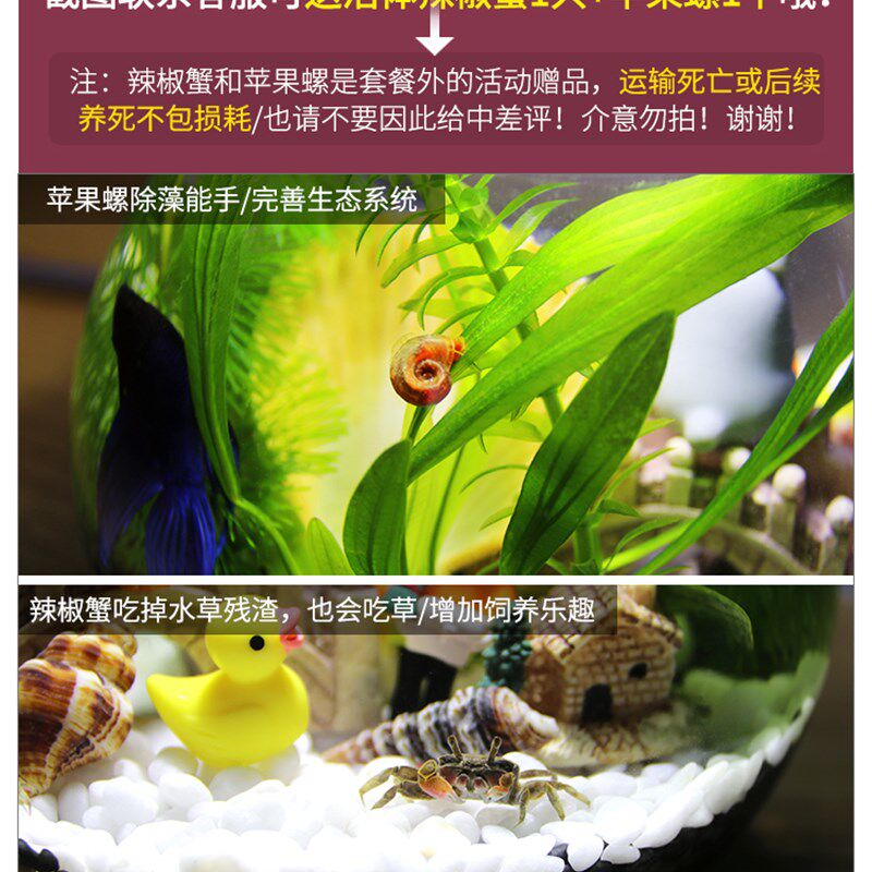 带LED灯e迷你水族箱创意diy生态瓶鱼微景观办公桌面小型玻璃鱼缸
