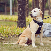 狗狗牵引绳胸背带遛狗防脱背心式 狗绳子链L小中大型犬金毛拉布拉