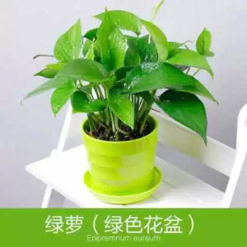 绿萝箩文竹水培土培办公室懒人好养易活室内绿植物盆栽吊兰花卉