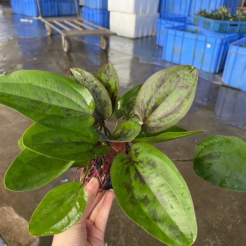 大理石皇冠大坨草缸鱼缸造景水草懒人水培增氧淡水活水草阴性植物