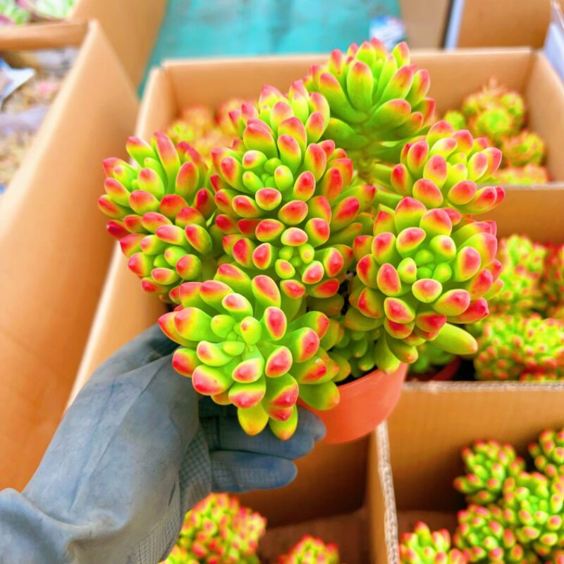 春萌 柠檬手指带香味多肉植物群生多头小老桩果冻乙女心 室内盆栽