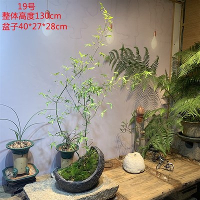 文人小叶簕竹阳台室内外桌面勒竹熟树桩绿植庭院花园盆景茶馆盆栽