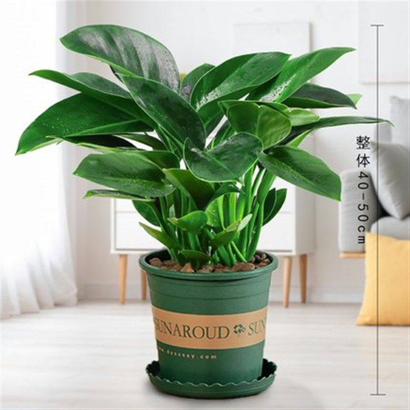 金钻盆栽植物绿萝箩水培绿植豆瓣绿碧玉绿植办公室内吸除甲醛好养