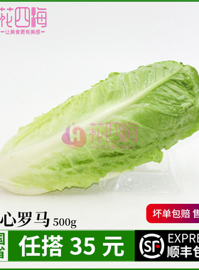 新鲜包心罗马生菜500g 黄心嫩心脆嫩多汁 凯撒沙拉生菜 爽口蔬菜