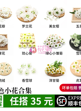 新鲜白色五星花小白菊雪珠花绣球花琉心菊白菊花酒店西餐摆盘装饰