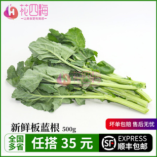 新鲜板蓝根500g青菜大青叶菘蓝苗清火时令菜餐厅专供食材现摘现发