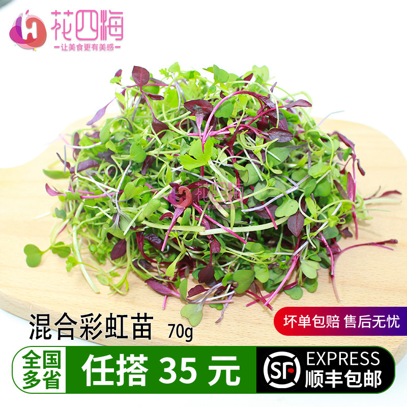 新鲜混合彩虹苗 紫甘蓝苗芝麻苗芹菜苗火红苗香椿苗 酒店摆盘花草