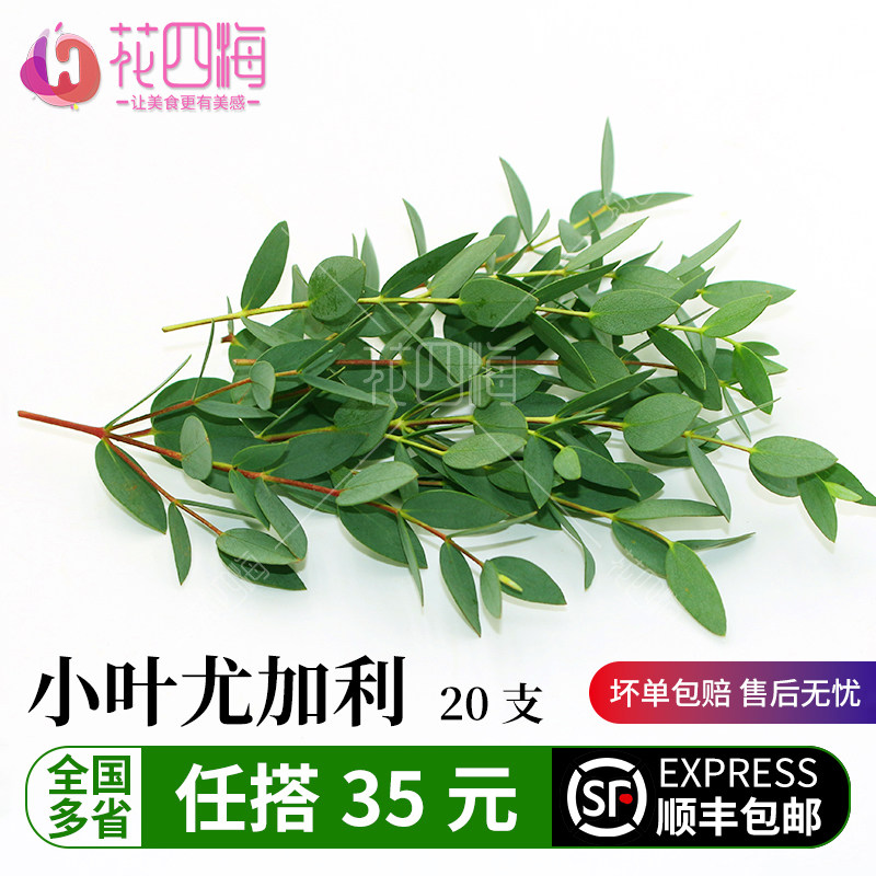新鲜小叶尤加利 桉树叶 酒店西餐花草摆盘蛋糕烘焙冷艺装饰点缀