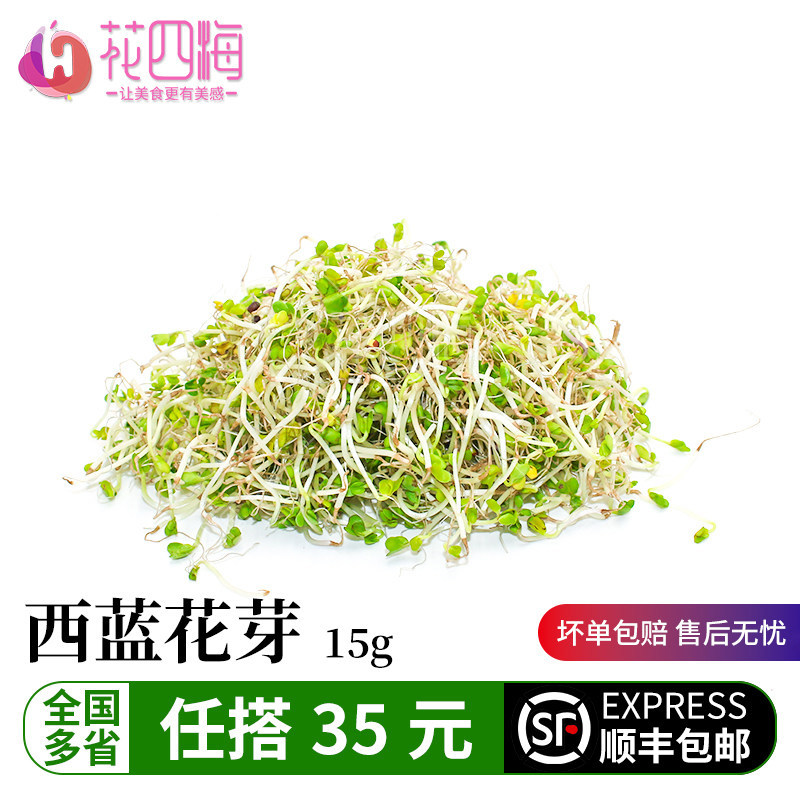 现采西兰花芽 新鲜 西蓝花芽苗 轻食素食凉拌沙拉西餐摆盘装饰15g