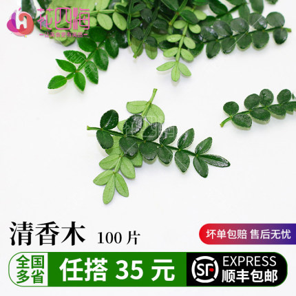 24小时发货 清香木胡椒木叶 提拉米苏甜品蛋糕装饰叶子 冷菜摆盘