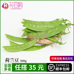 新鲜荷兰豆500g 现摘带壳豌豆荚 甜脆嫩当季时蔬清炒食材荷兰豆角