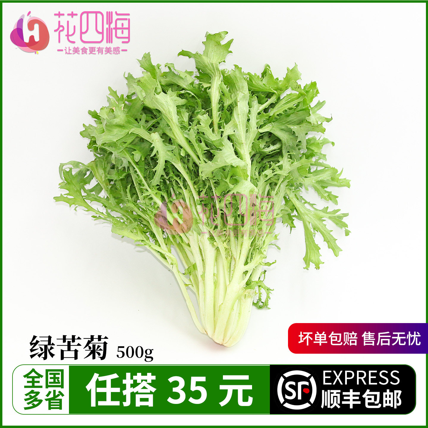 新鲜苦菊500g 苦叶生菜 苦苣九芽狗牙生菜苦细叶生菜沙拉蔬菜食材