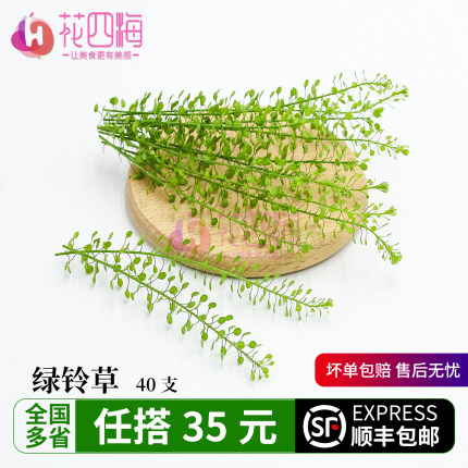新鲜水晶草 绿铃草40支 日料西餐酒店餐饮摆盘蛋糕装饰点缀花草