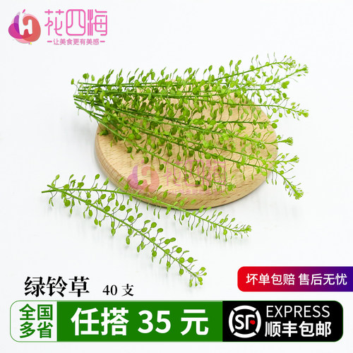 新鲜水晶草 绿铃草40支 日料西餐酒店餐饮摆盘蛋糕装饰点缀花草