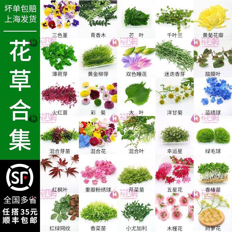 新鲜薄荷叶清香木蛋糕装饰三色堇千叶兰芽苗西餐摆盘花草点缀合集