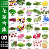 新鲜薄荷叶清香木蛋糕装 饰三色堇千叶兰芽苗西餐摆盘花草点缀合集