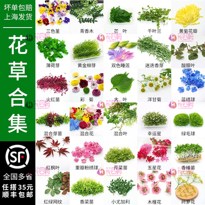 新鲜薄荷叶清香木蛋糕装饰三色堇千叶兰芽苗西餐摆盘花草点缀合集