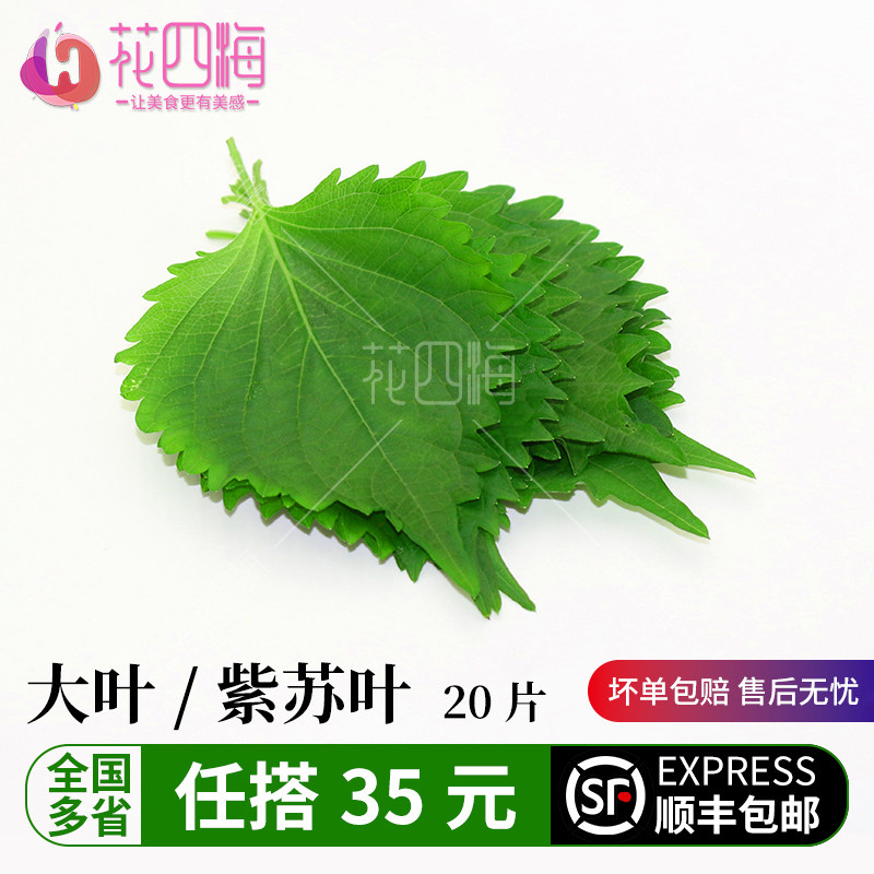 新鲜大叶紫苏叶苏子叶韩国日料西餐酒店西餐摆盘装饰点缀花草20片,水产肉类/新鲜蔬果/熟食,其它,淘宝优惠券,粉丝福利购,淘宝优惠卷