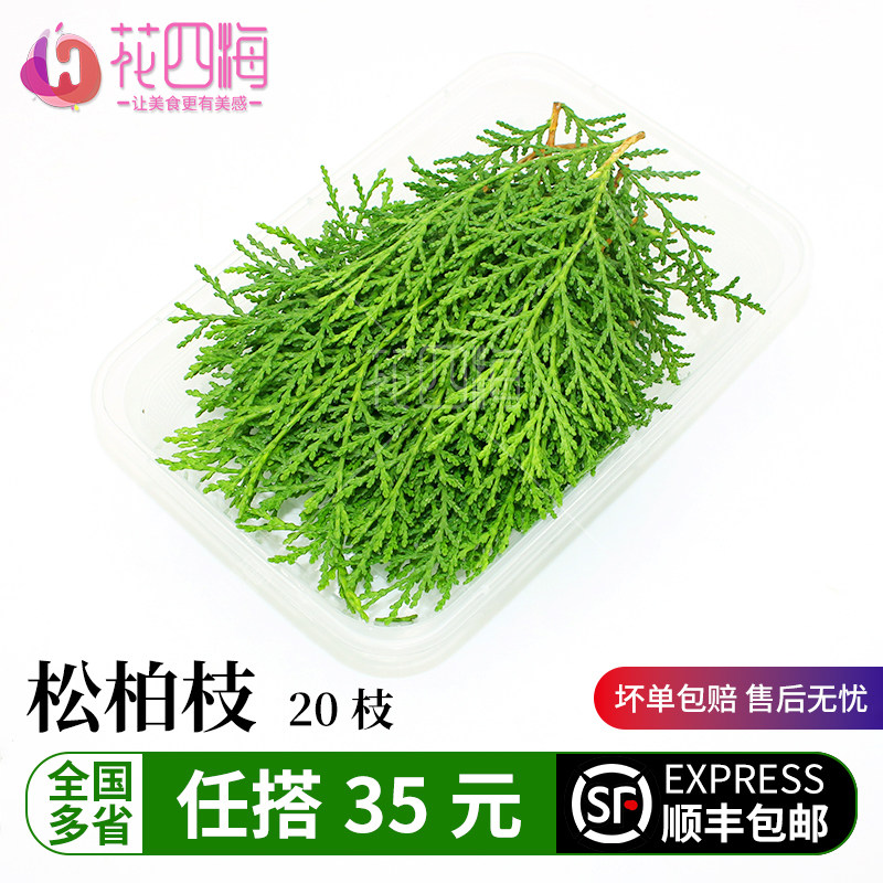 新鲜 松柏叶20支绿松支绿松柏 日料刺身酒店西餐摆盘装饰点缀叶子